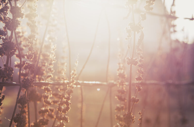 Plants at Sunset Free Stock Photo