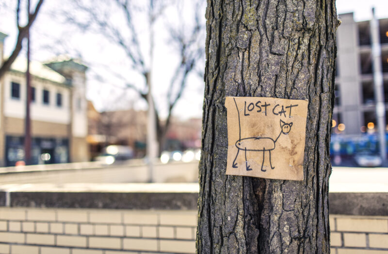 Lost Pet Free Stock Photo