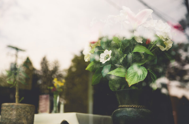 Pot Plant Reflection Free Stock Photo