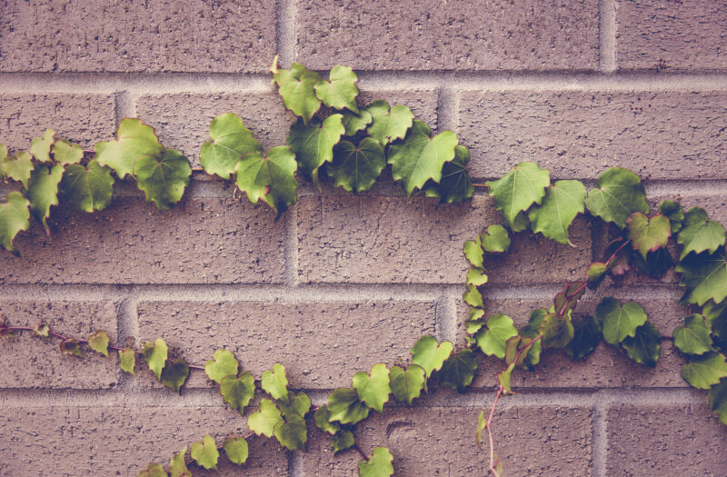 Ivy Plant Free Stock Photo