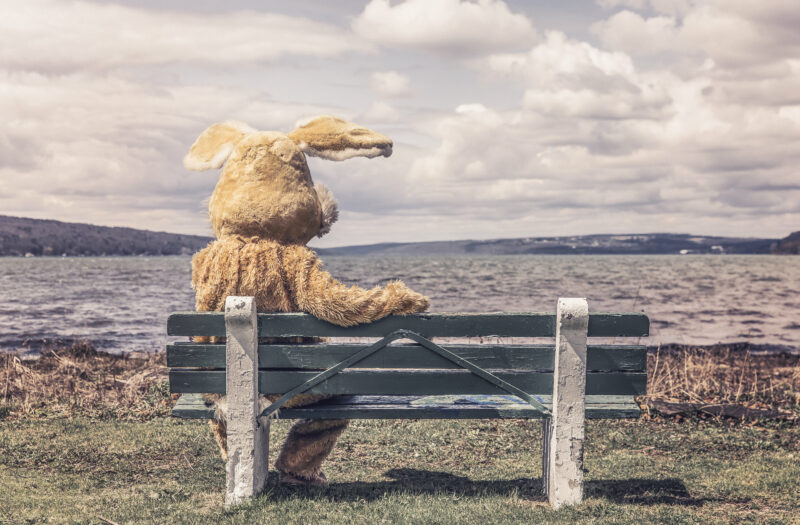 Bunny on Park Bench Free Stock Photo