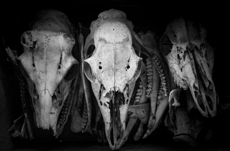 Scary Bones Free Stock Photo