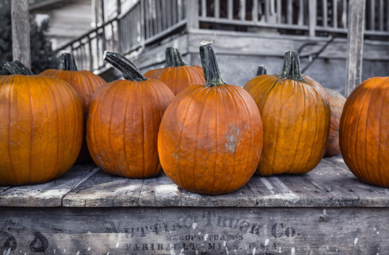 Halloween Pumpkins Free Stock Photo