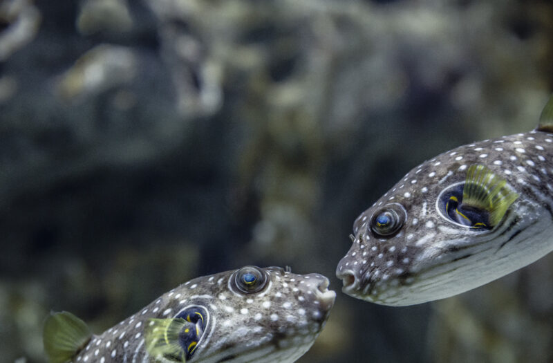 Fish in Love Free Stock Photo