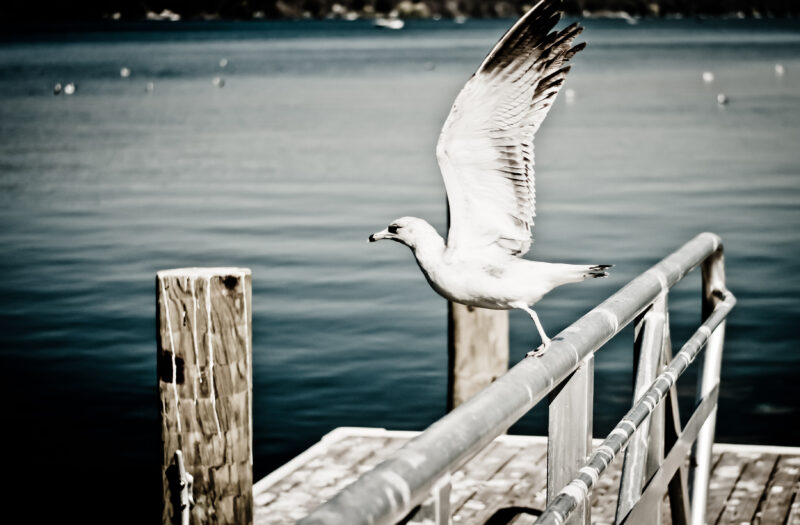 White Seagull Free Stock Photo