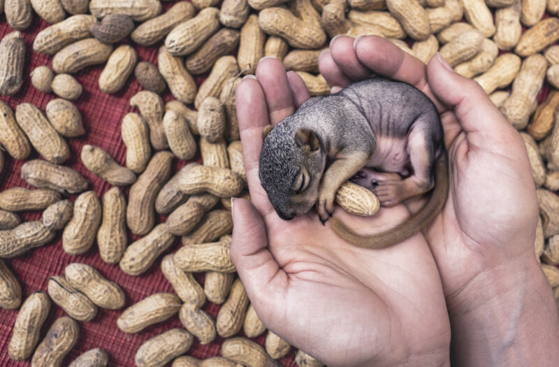 Baby Squirrel Free Stock Photo