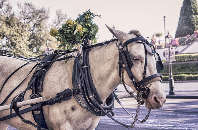 Horse Carriage Free Stock Photo