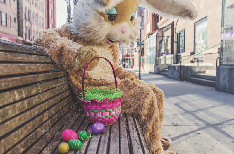 Sad Bunny Free Stock Photo