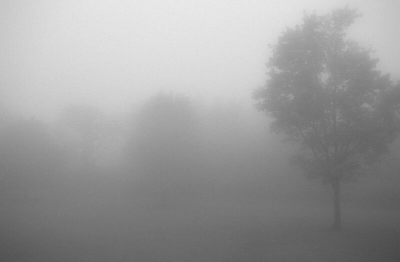 View Foggy Forest Mist Free Stock Image