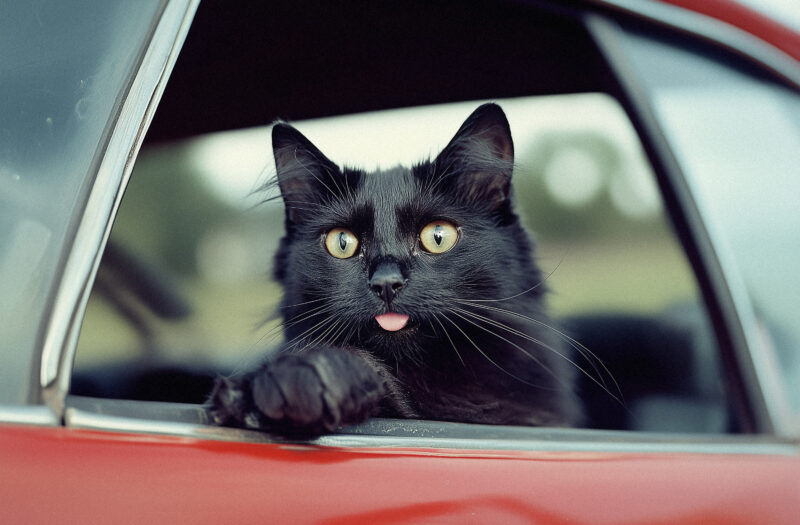 Cool Car Cat Free Stock Photo